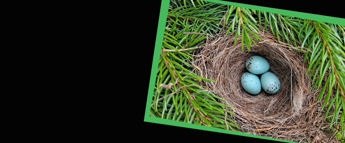 Nature Photos of CUSB